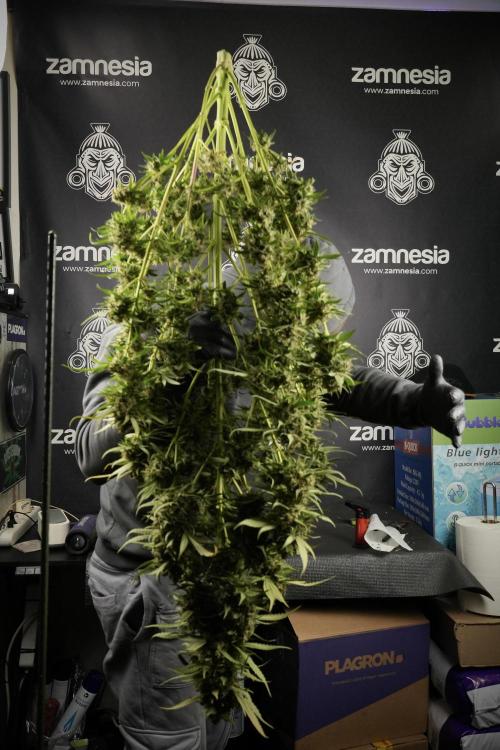 Skywalker OG Legends of the 12/12 Galaxy. Week 15 - Skywalker OG 12/12 from seed another beast 