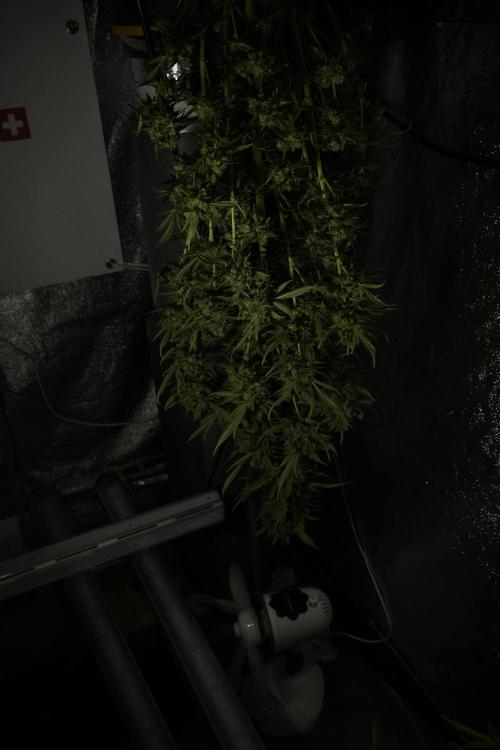 Skywalker OG Legends of the 12/12 Galaxy. Week 15 - Skywalker OG 12/12 from seed another beast 