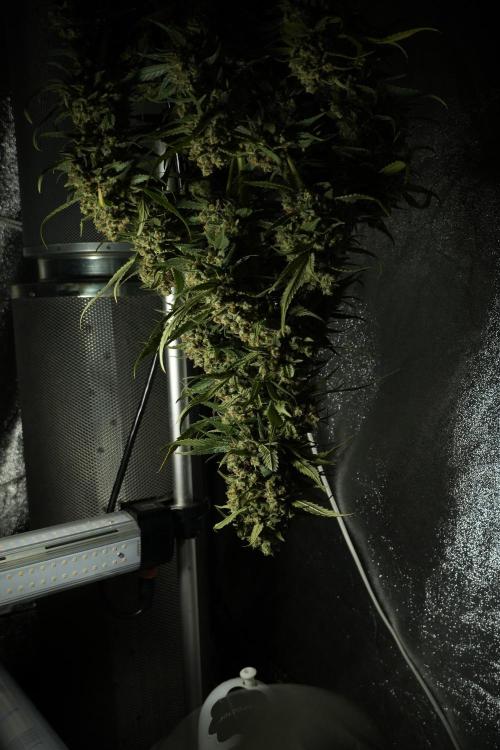 Skywalker OG Legends of the 12/12 Galaxy. Week 15 - Skywalker OG 12/12 from seed another beast 