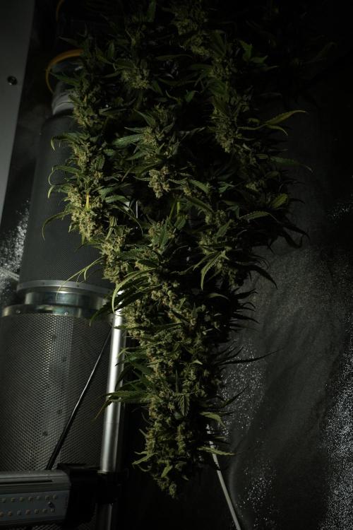Skywalker OG Legends of the 12/12 Galaxy. Week 15 - Skywalker OG 12/12 from seed another beast 