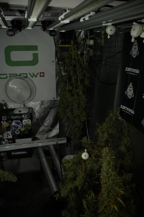 Skywalker OG Legends of the 12/12 Galaxy. Week 15 - Skywalker OG 12/12 from seed another beast 