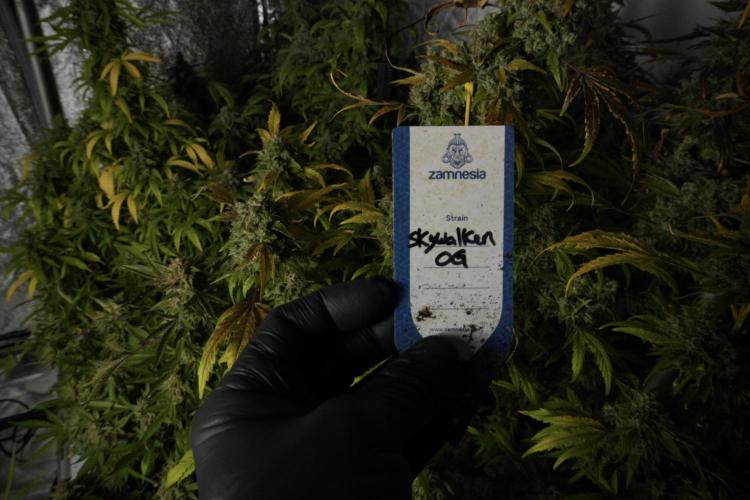 Skywalker OG Legends of the 12/12 Galaxy. Week 15 - Skywalker OG 12/12 from seed 