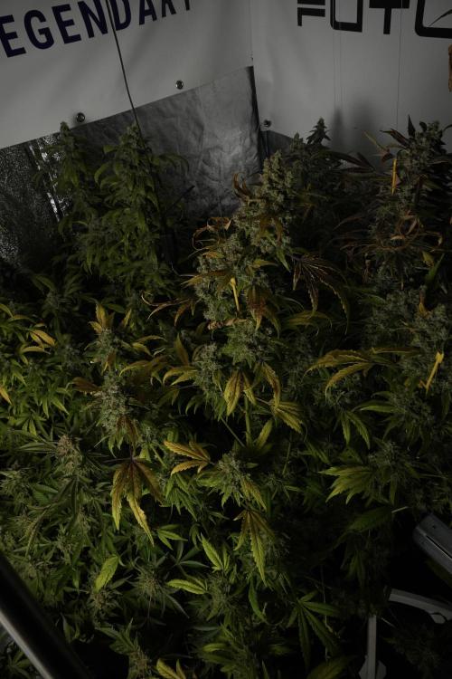 Skywalker OG Legends of the 12/12 Galaxy. Week 15 - Skywalker OG 12/12 from seed 