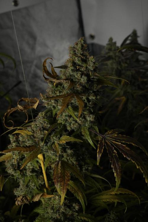 Skywalker OG Legends of the 12/12 Galaxy. Week 15 - Skywalker OG 12/12 from seed 