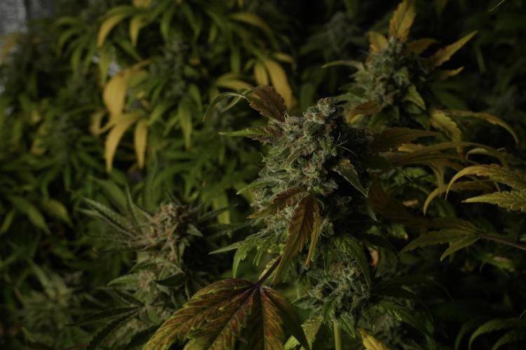Skywalker OG Legends of the 12/12 Galaxy. Week 15 - Skywalker OG 12/12 from seed 