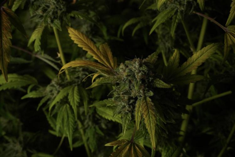 Skywalker OG Legends of the 12/12 Galaxy. Week 15 - Skywalker OG 12/12 from seed 