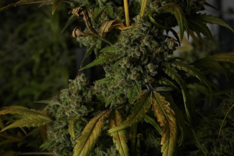 Skywalker OG Legends of the 12/12 Galaxy. Week 15 - Skywalker OG 12/12 from seed 