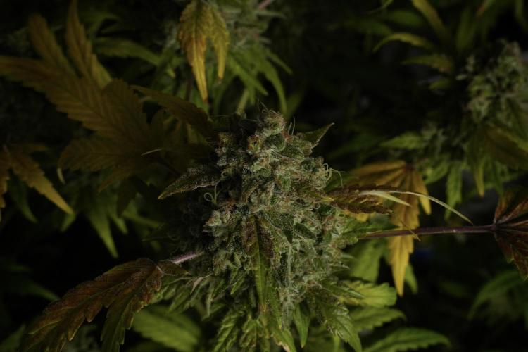 Skywalker OG Legends of the 12/12 Galaxy. Week 15 - Skywalker OG 12/12 from seed 
