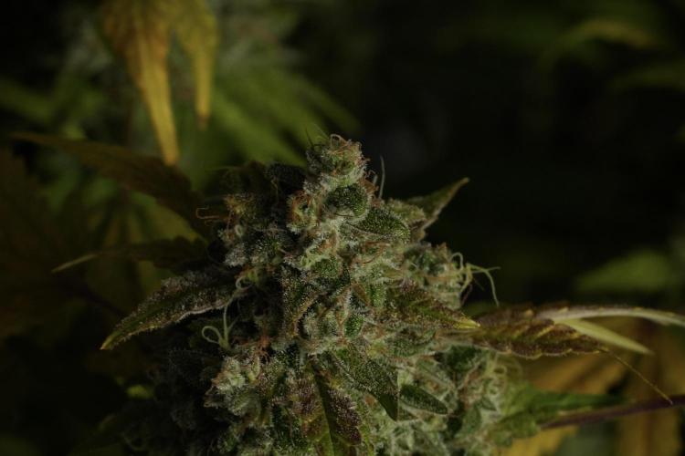 Skywalker OG Legends of the 12/12 Galaxy. Week 15 - Skywalker OG 12/12 from seed 