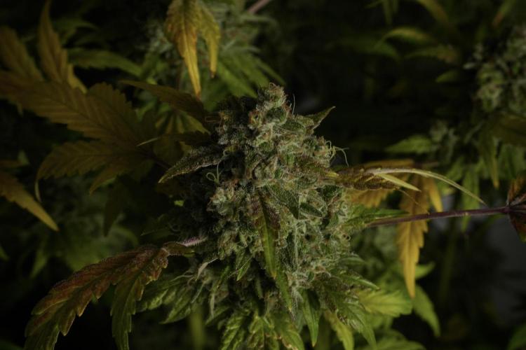 Skywalker OG Legends of the 12/12 Galaxy. Week 15 - Skywalker OG 12/12 from seed 