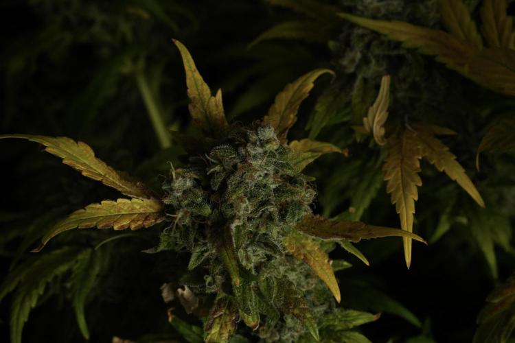 Skywalker OG Legends of the 12/12 Galaxy. Week 15 - Skywalker OG 12/12 from seed 