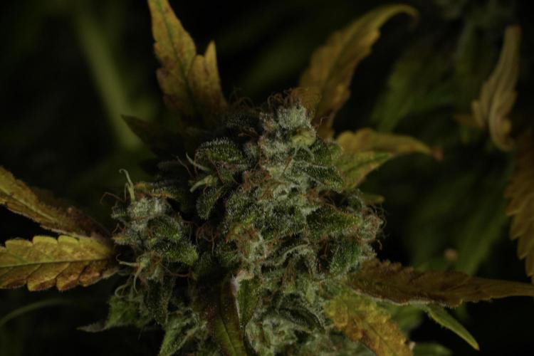 Skywalker OG Legends of the 12/12 Galaxy. Week 15 - Skywalker OG 12/12 from seed 
