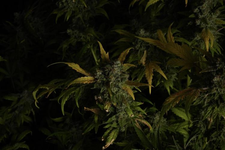 Skywalker OG Legends of the 12/12 Galaxy. Week 15 - Skywalker OG 12/12 from seed 