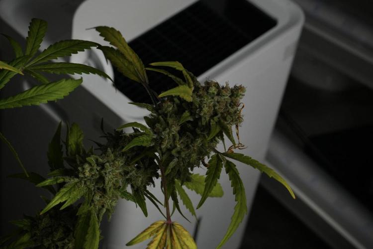Skywalker OG Legends of the 12/12 Galaxy. Week 15 - Skywalker OG 12/12 from seed 