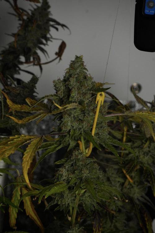 Skywalker OG Legends of the 12/12 Galaxy. Week 15 - Skywalker OG 12/12 from seed 