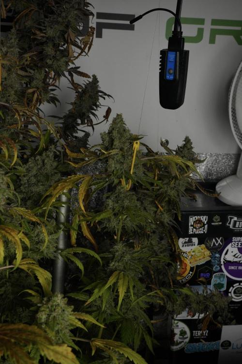 Skywalker OG Legends of the 12/12 Galaxy. Week 15 - Skywalker OG 12/12 from seed 