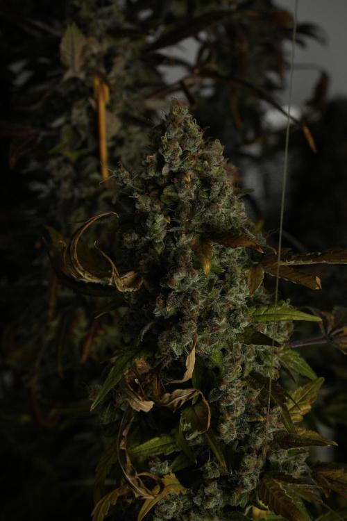 Skywalker OG Legends of the 12/12 Galaxy. Week 15 - Skywalker OG 12/12 from seed 