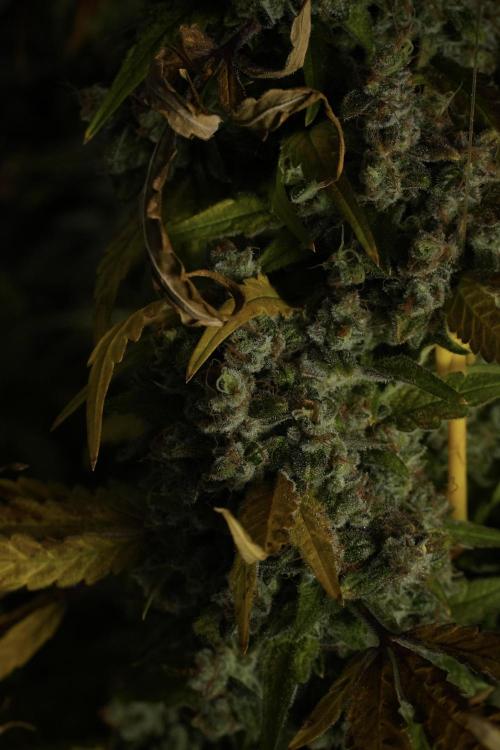 Skywalker OG Legends of the 12/12 Galaxy. Week 15 - Skywalker OG 12/12 from seed 
