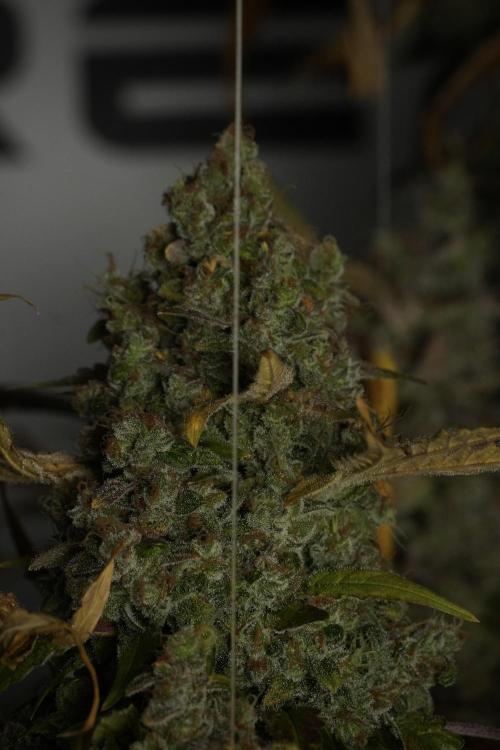 Skywalker OG Legends of the 12/12 Galaxy. Week 15 - Skywalker OG 12/12 from seed 