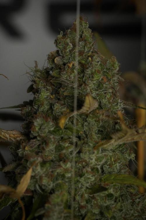 Skywalker OG Legends of the 12/12 Galaxy. Week 15 - Skywalker OG 12/12 from seed 