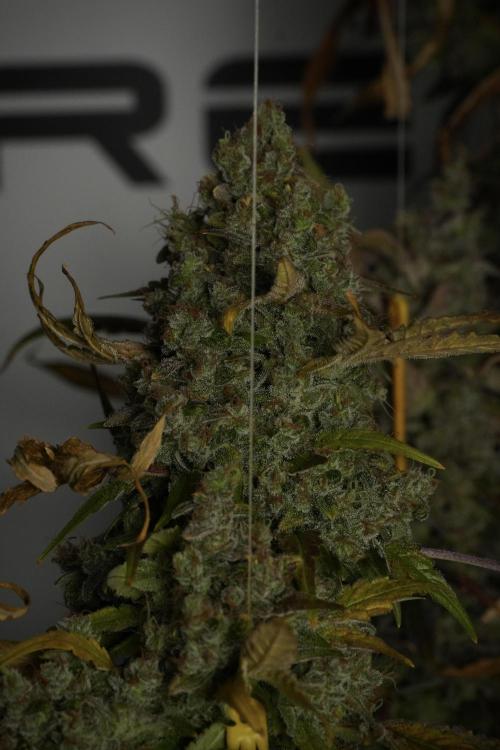 Skywalker OG Legends of the 12/12 Galaxy. Week 15 - Skywalker OG 12/12 from seed 