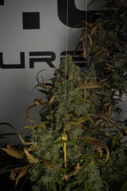 Skywalker OG Legends of the 12/12 Galaxy. Week 15 - Skywalker OG 12/12 from seed 