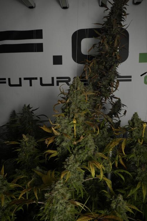 Skywalker OG Legends of the 12/12 Galaxy. Week 15 - Skywalker OG 12/12 from seed 