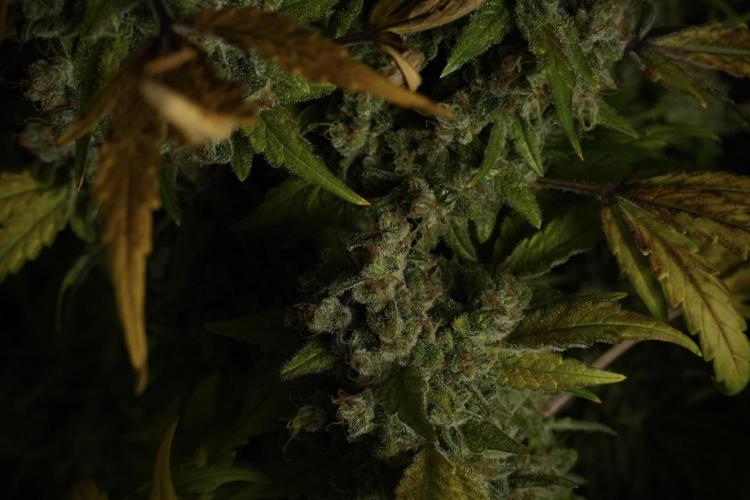 Skywalker OG Legends of the 12/12 Galaxy. Week 15 - Skywalker OG 12/12 from seed 