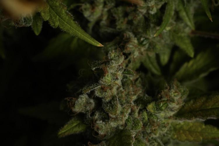 Skywalker OG Legends of the 12/12 Galaxy. Week 15 - Skywalker OG 12/12 from seed 