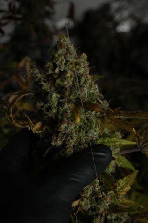 Skywalker OG Legends of the 12/12 Galaxy. Week 15 - Skywalker OG 12/12 from seed 