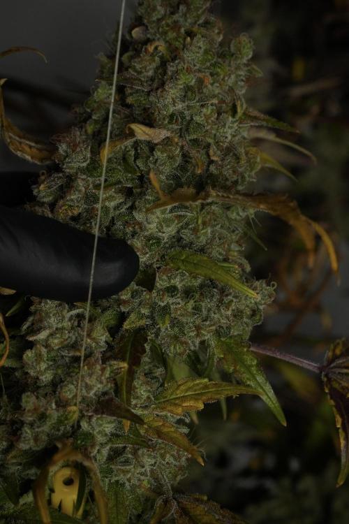 Skywalker OG Legends of the 12/12 Galaxy. Week 15 - Skywalker OG 12/12 from seed 
