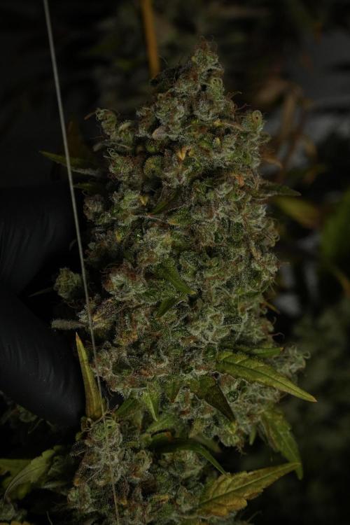 Skywalker OG Legends of the 12/12 Galaxy. Week 15 - Skywalker OG 12/12 from seed 