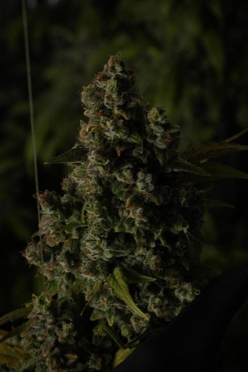 Skywalker OG Legends of the 12/12 Galaxy. Week 15 - Skywalker OG 12/12 from seed 