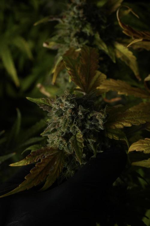 Skywalker OG Legends of the 12/12 Galaxy. Week 15 - Skywalker OG 12/12 from seed 