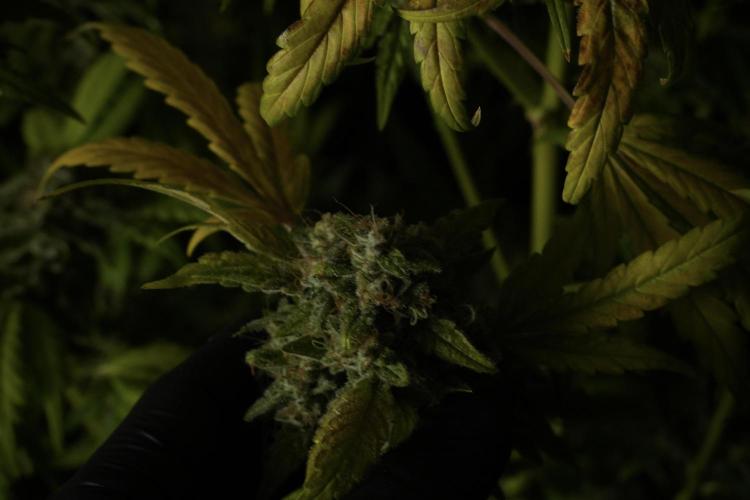 Skywalker OG Legends of the 12/12 Galaxy. Week 15 - Skywalker OG 12/12 from seed 