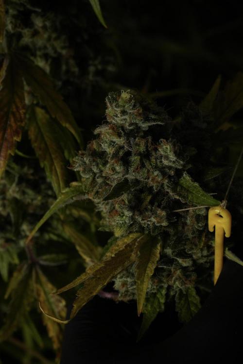 Skywalker OG Legends of the 12/12 Galaxy. Week 15 - Skywalker OG 12/12 from seed 