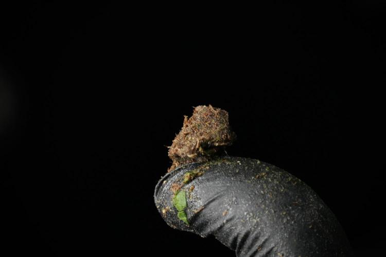Skywalker OG Legends of the 12/12 Galaxy. Week 15 - Charas — Living Resin