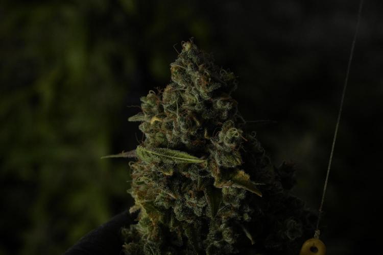 Skywalker OG Legends of the 12/12 Galaxy. Week 15 - Skywalker OG 12/12 from seed 
