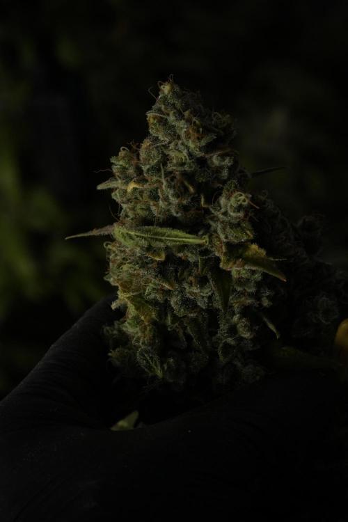 Skywalker OG Legends of the 12/12 Galaxy. Week 15 - Skywalker OG 12/12 from seed 
