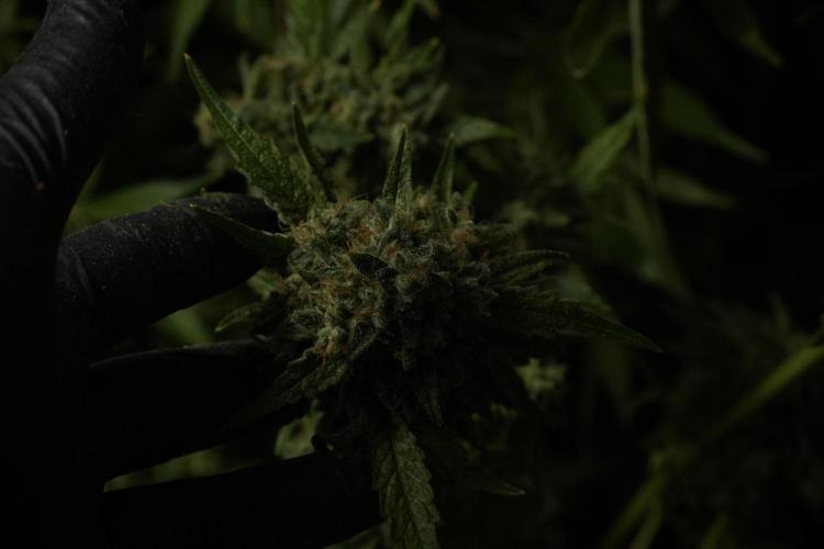 Skywalker OG Legends of the 12/12 Galaxy. Week 15 - Skywalker OG 12/12 from seed 