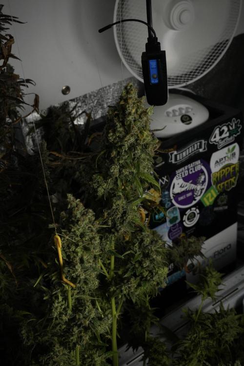 Skywalker OG Legends of the 12/12 Galaxy. Week 15 - Skywalker OG 12/12 from seed 