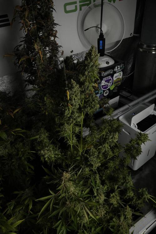 Skywalker OG Legends of the 12/12 Galaxy. Week 15 - Skywalker OG 12/12 from seed 