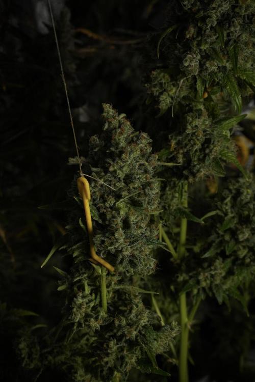 Skywalker OG Legends of the 12/12 Galaxy. Week 15 - Skywalker OG 12/12 from seed 