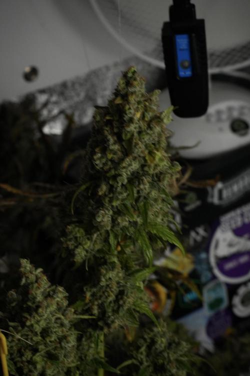 Skywalker OG Legends of the 12/12 Galaxy. Week 15 - Skywalker OG 12/12 from seed 