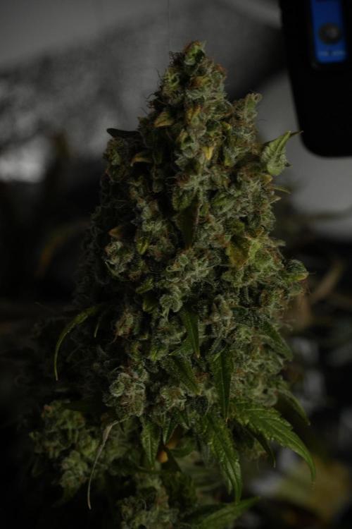 Skywalker OG Legends of the 12/12 Galaxy. Week 15 - Skywalker OG 12/12 from seed 