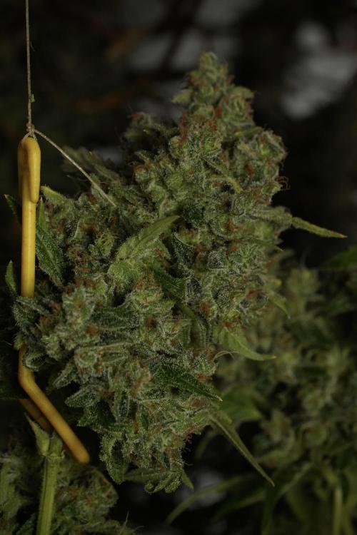 Skywalker OG Legends of the 12/12 Galaxy. Week 15 - Skywalker OG 12/12 from seed 
