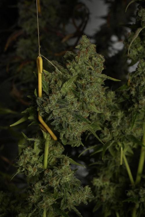 Skywalker OG Legends of the 12/12 Galaxy. Week 15 - Skywalker OG 12/12 from seed 