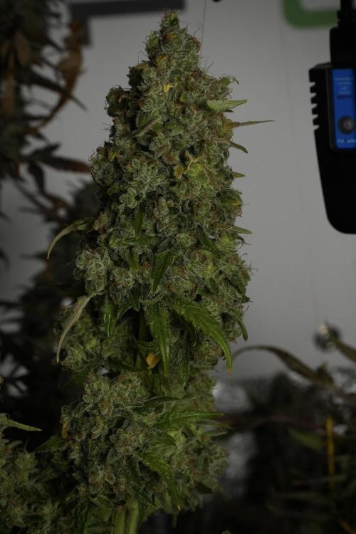 Skywalker OG Legends of the 12/12 Galaxy. Week 15 - Skywalker OG 12/12 from seed 