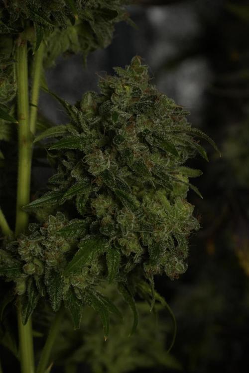 Skywalker OG Legends of the 12/12 Galaxy. Week 15 - Skywalker OG 12/12 from seed 