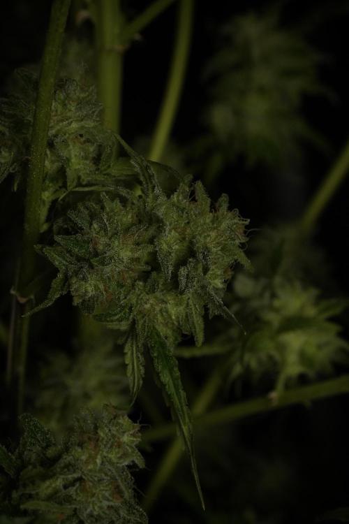 Skywalker OG Legends of the 12/12 Galaxy. Week 15 - Skywalker OG 12/12 from seed 